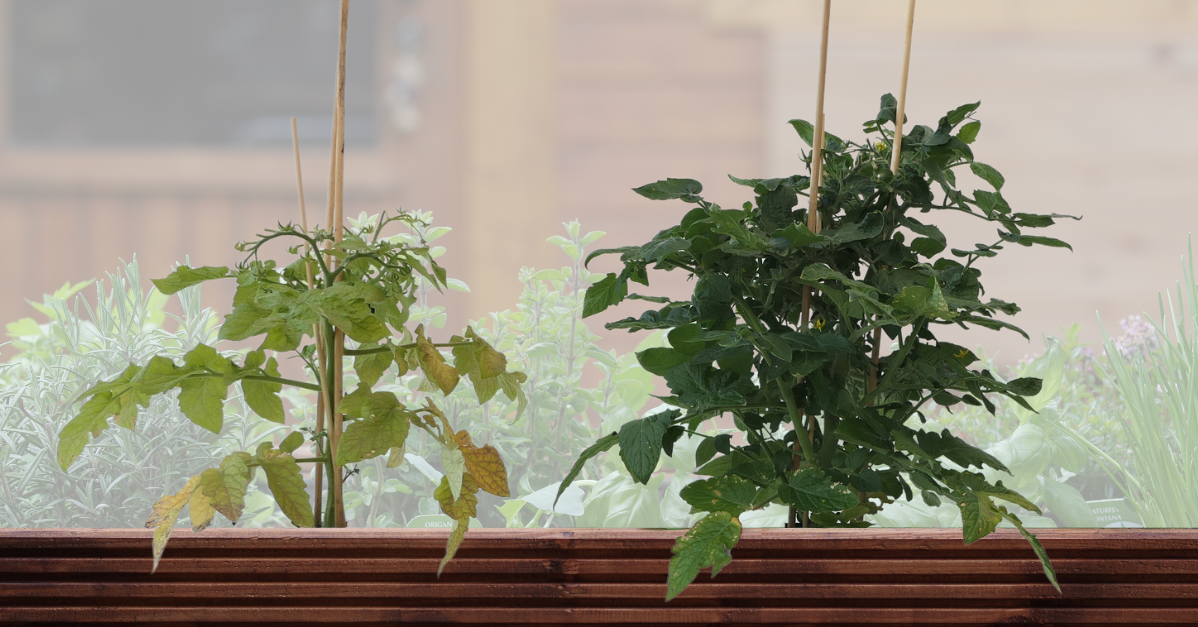 Rechts: Tomaten-Pflanze ohne Dünger; Links: Tomaten-Pflanze mit Dünger