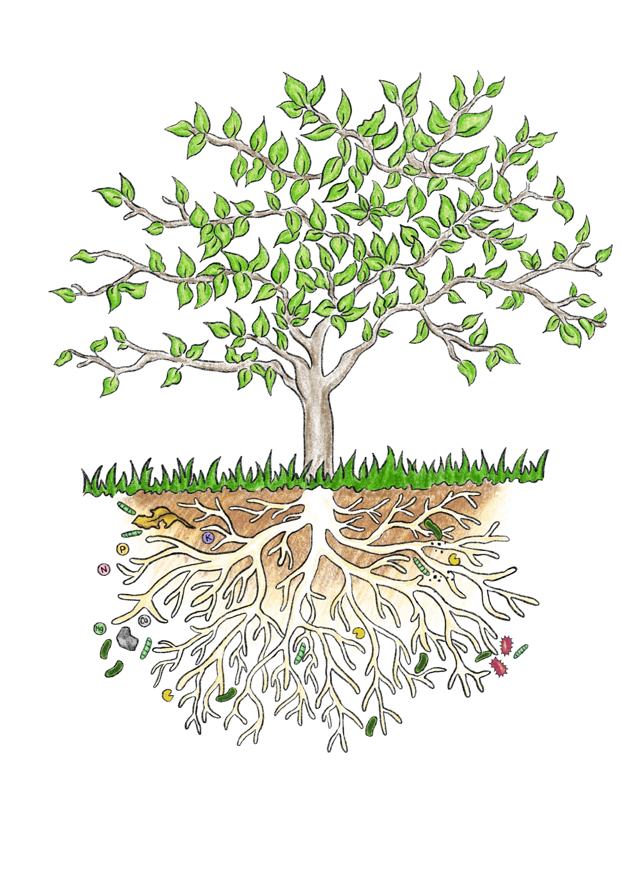 Mikroorganismen Mykorrhiza