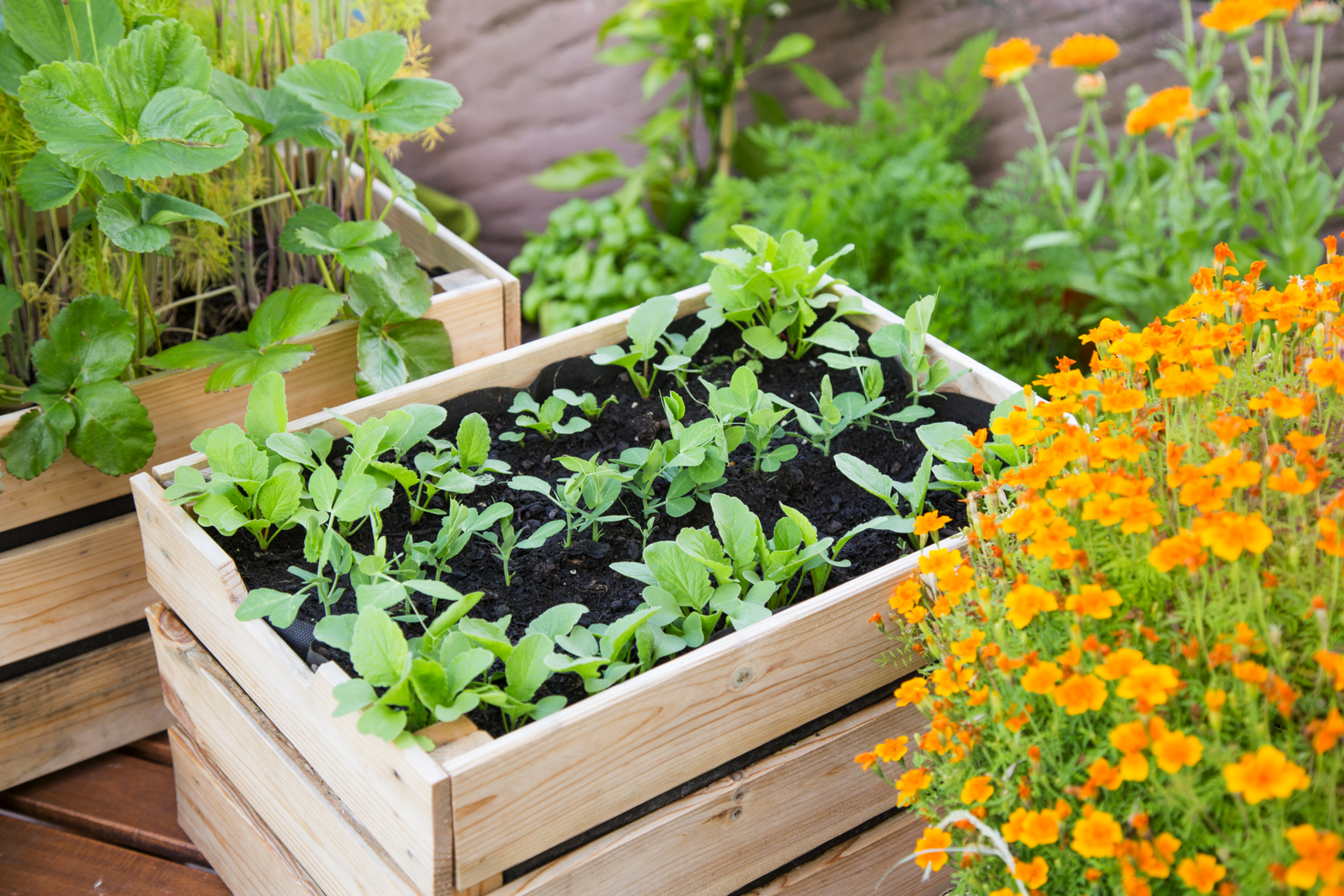 Auf Balkon und Terrasse könnt ihr gut Gemüse in Kisten anbauen